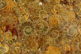 Composite Plate Of Agatized Ammonite Fossils #130581-1